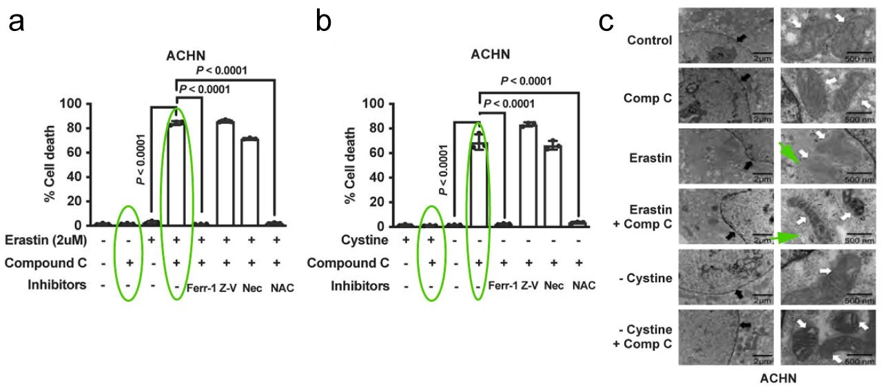 图 5. Erastin 或胱氨酸耗竭条件下 ACHN 细胞对铁死亡的敏感性 (a-b. CCK8 法和脂质过氧化测定法检测，Erastin 或胱氨酸耗竭条件下 ACHN 细胞对铁死亡的敏感性；c. 透射电子显微镜 (TEM) 分析)
