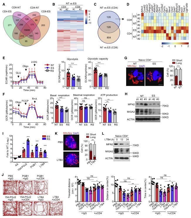 图 2. 应激导致 CD4+ T 细胞代谢紊乱和线粒体裂变