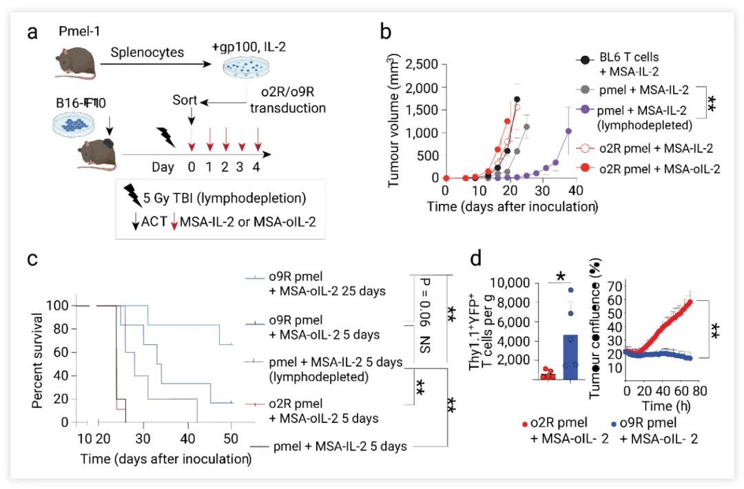 Fig. 5. o9R 信号使 Pmel T 细胞在无淋巴耗竭的情况下具有抗肿瘤功效[5]。 a．Pmel 模型示意图。从小鼠脾脏中分离出 Pmel-1 T 细胞，分别改造为 o2R 和 o9R Pmel T 细胞，然后过继转移至黑色素瘤荷瘤鼠体内。荷瘤鼠接受辐照，或 MSA-IL-2 和 MSA-oIL-2 治疗 5 天。b-c. 肿瘤体积变化曲线和小鼠的存活率 。d. 与 o2R Pmel T细胞相比，o9R Pmel T 细胞浸润更大。