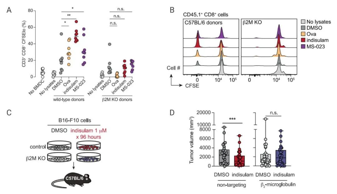 图 3. RNA 剪接调节可促进 T 细胞反应性，而不会对 T 细胞产生毒性[8] A. DMSO、鸡卵清蛋白(OVA)、Indisulam、或 MS-023 处理细胞，生成含潜在免疫原性肽的裂解物。B. 裂解物与 BMDCs 和 T 细胞共培养。C-D. 处理过的 B16-F10 细胞，植入小鼠体内，分析肿瘤体积的差异。