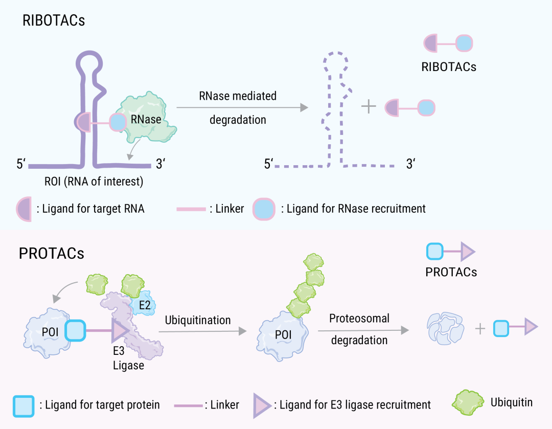 图 4. 利用 RNA 酶靶向降解 ROI 的 RIBOTAC[7]