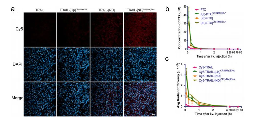  图3. CY5-SE 标记四种修饰载体蛋白的荧光图像[2]