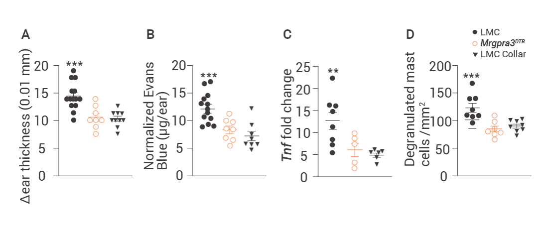 图 10. 炎症反应和宿主防御均需抓挠行为参与[2]。 对耳朵厚度 (A)、EB 外渗定量 (B)、Tnf mRNA (C) 和脱颗粒肥大细胞 (D) 进行定量分析。 