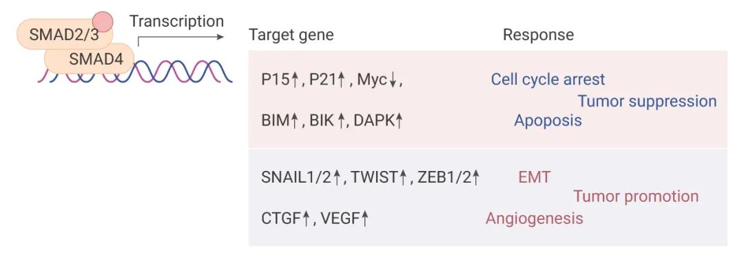 图 5. TGF-β/Smad 信号在癌症进展中的双相作用[16]