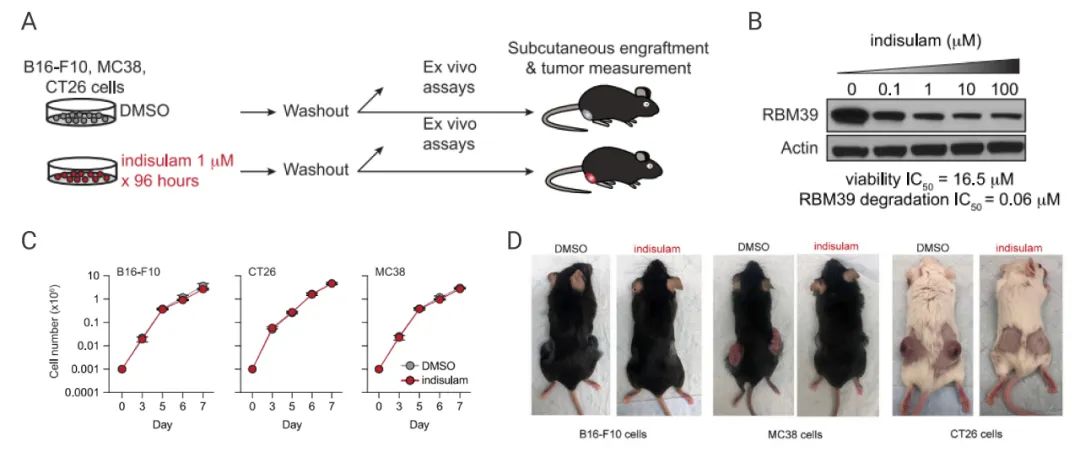 图 2. RNA 剪接调节以依赖免疫识别的方式损害肿瘤生长[8] A. 药物处理与洗脱图示；B. B16-F10 细胞中 RBM39 的表达检测；C. 肿瘤细胞的数量变化；D. 来自于 C 中处理的细胞植入小鼠体内。