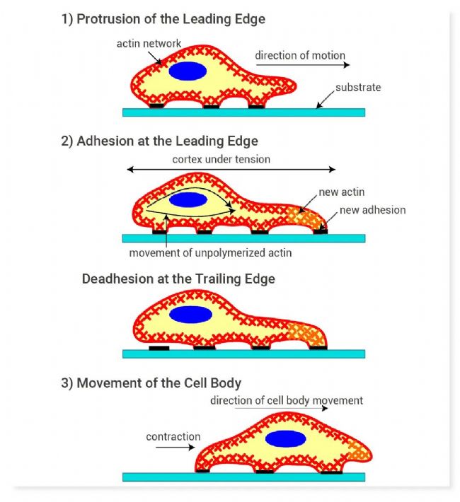 图 1. 细胞迁移的示意图[3]。 