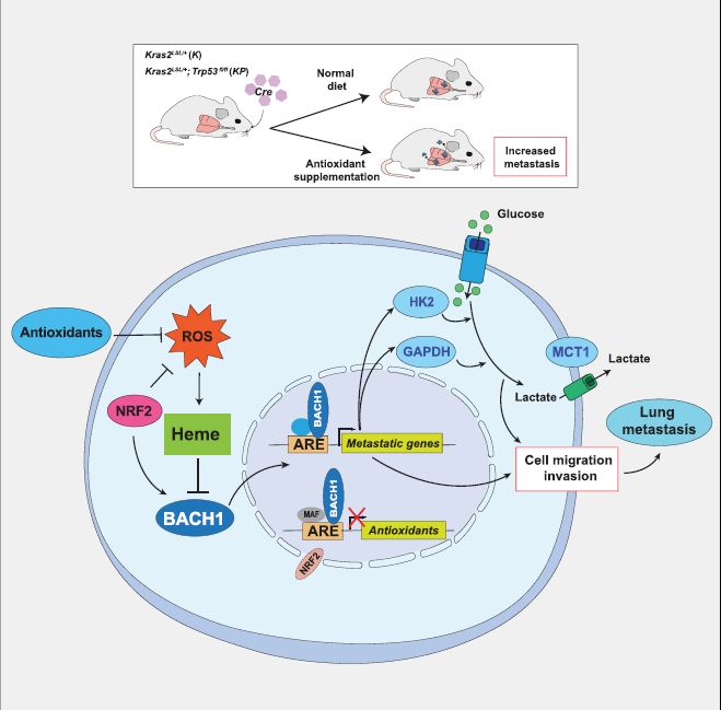 Figure 2. Cell. 2019 Jun 26. pii: S0092-8674(19)30633-6.