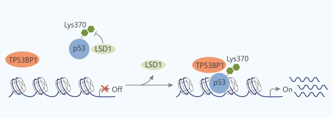 LSD1 对 p53 活性的调节
