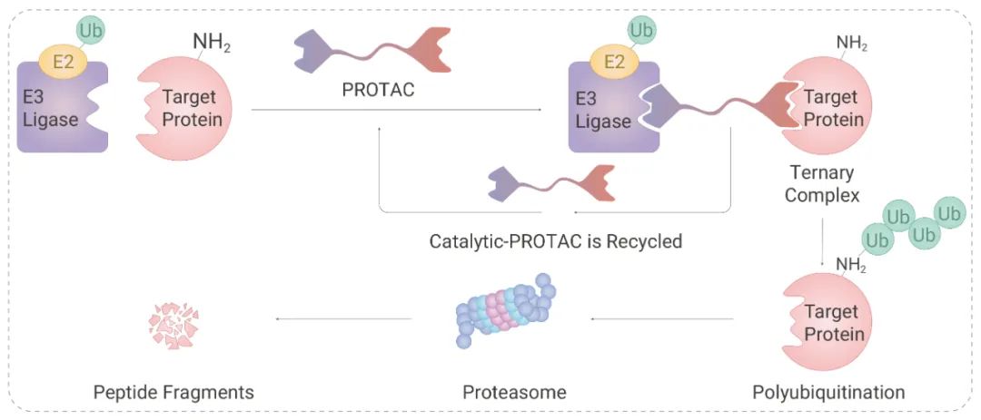 PROTAC EGFR degrader 2 的降解过程[9]