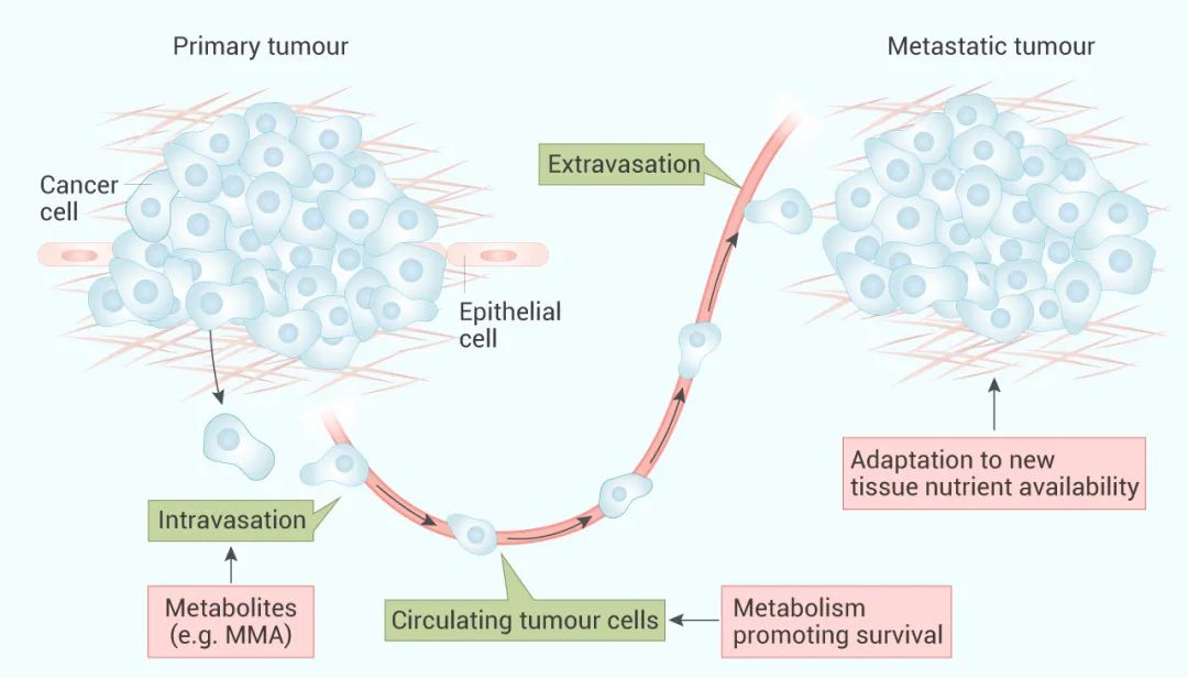 图 3. 代谢调节肿瘤转移的多个步骤[8]