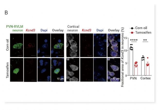 图 3. Cre-ERT 基因敲除小鼠案例[3]。 A. Cre-ERT 小鼠模型的构建  B. 他莫昔芬诱导后，PDGFBNull-MG 小鼠皮质神经元表现出 Kcnd3 表达的降低。
