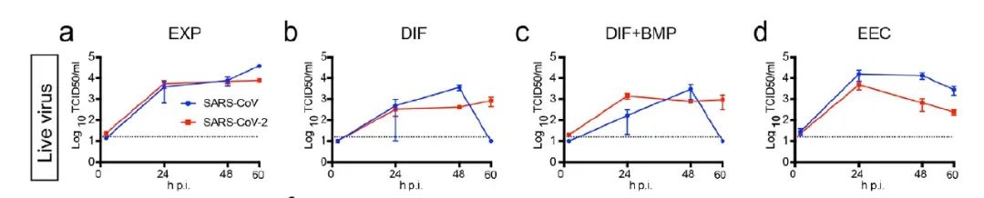 图 4：SARS-CoV 和 SARS-CoV-2 在 hSIO 中复制[12]