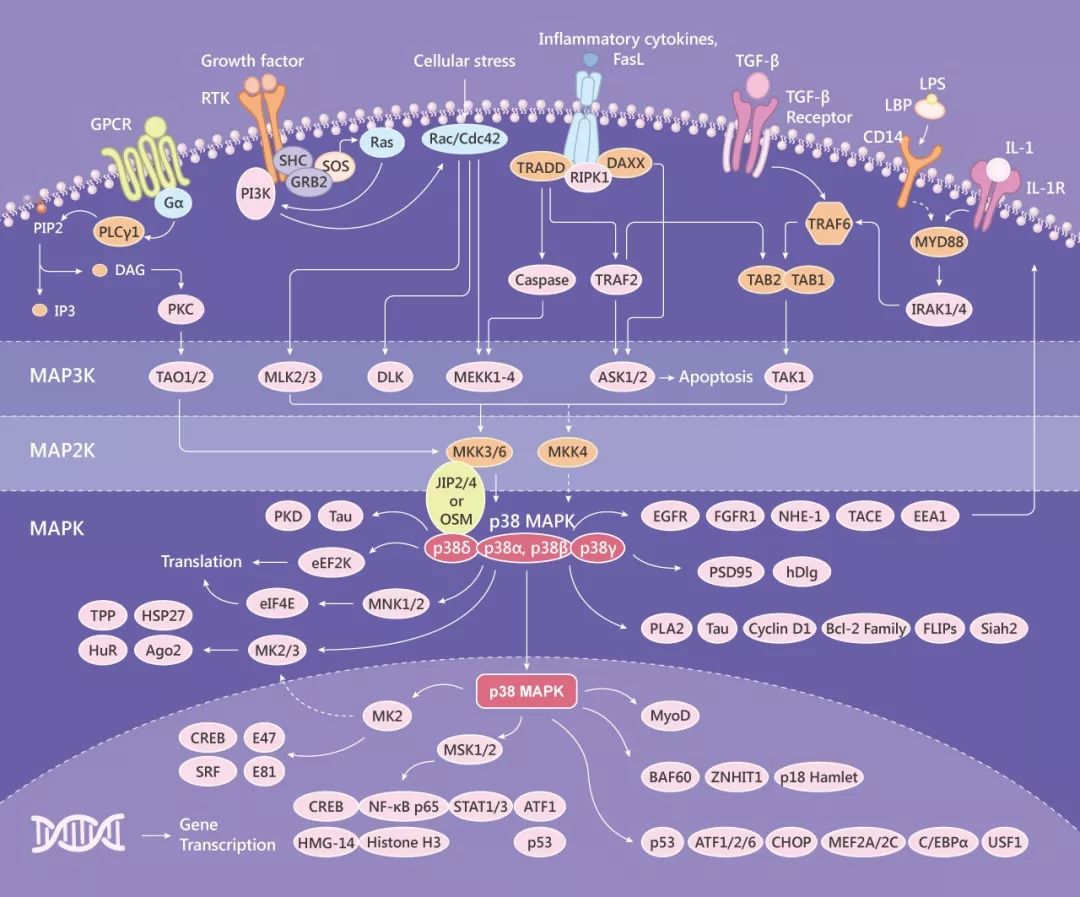 图2. p38 MAPK 信号通路图