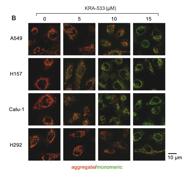 图 4. JC-1 染色测定线粒体膜电位[3]