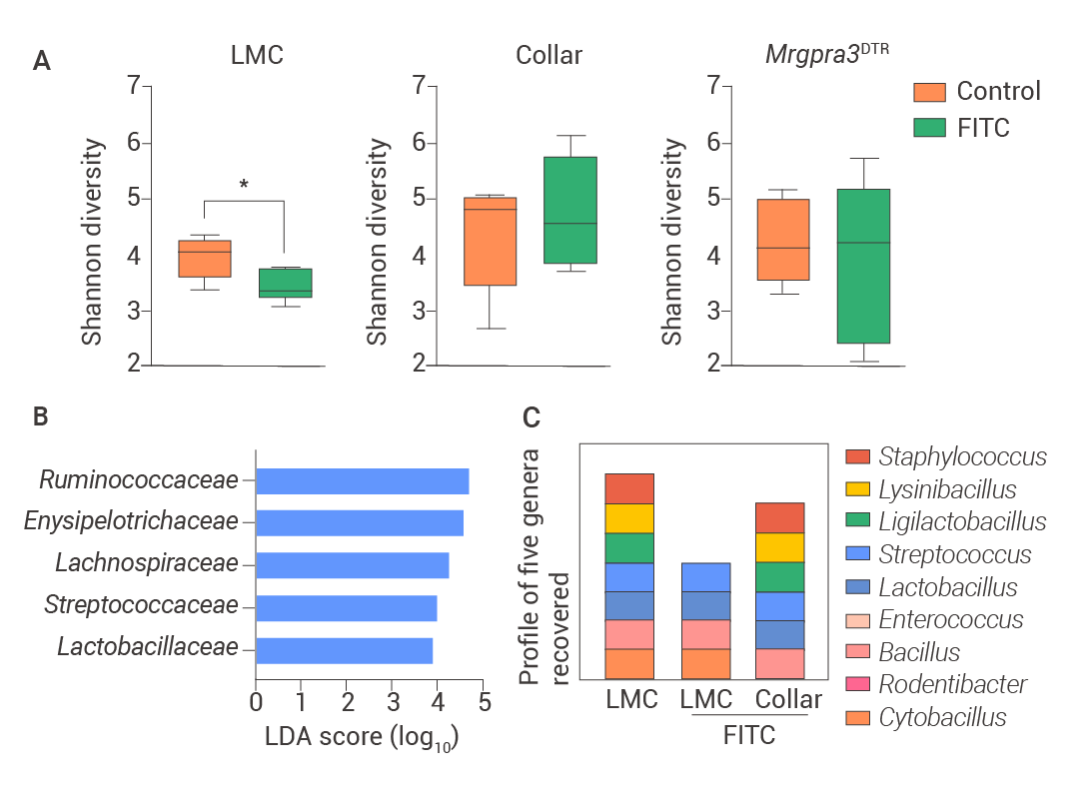 图 9. 皮肤微生物的细菌特征及丰度分析[2]。 16S rRNA-seq 的 Shannon alpha 多样性 (A) 和线性判别分析 (LDA) (B)；耳拭子中分离的活属 (C)。 在金黄色葡萄球菌感染 8 小时后，致敏的 LMC 对照小鼠的耳朵厚度、水肿、TNF 表达和肥大细胞脱颗粒增加 (图 10 A-D)。而在戴项圈的  LMC 和 Mrgpra3 DTR 小鼠中，这些参数均降低。