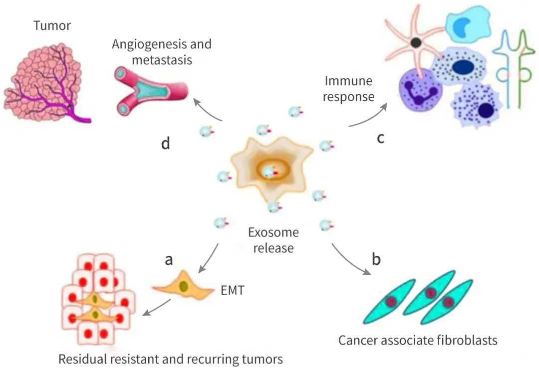 图 1. 外泌体在维持癌症抗性中的主要作用