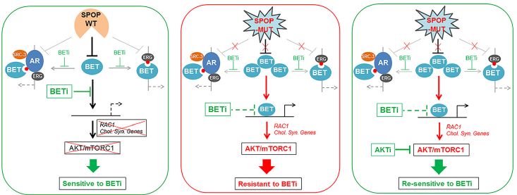 图4. 野生型SPOP、突变型SPOP与BET的关系、SPOP与AKT/ mTORC1通路关系、耐药肿瘤中BET抑制剂单独使用或与AKT/抑制剂联用效果示意图。