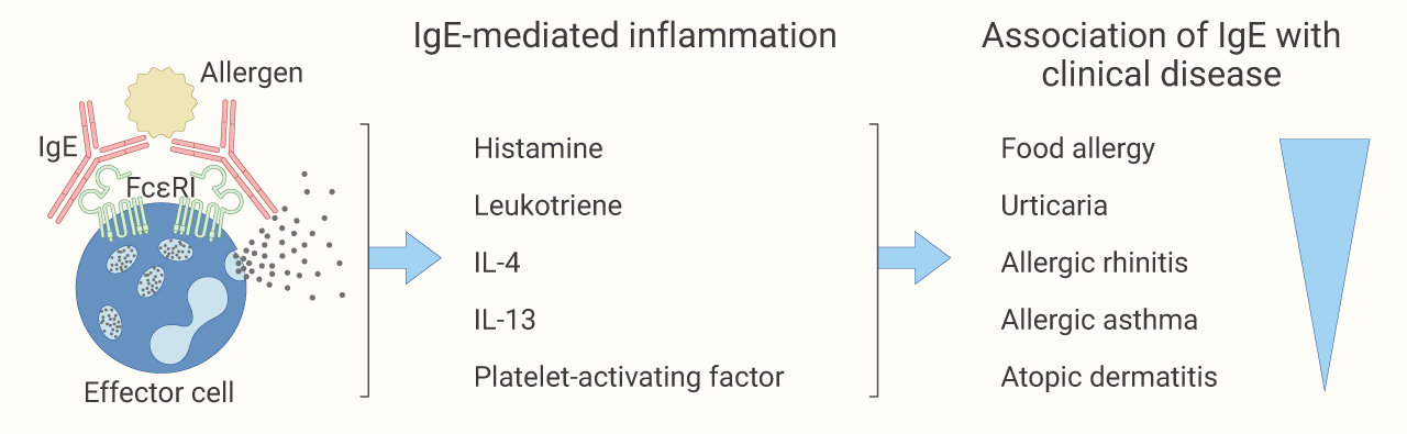 图 2. IgE 介导过敏性疾病炎症[5]