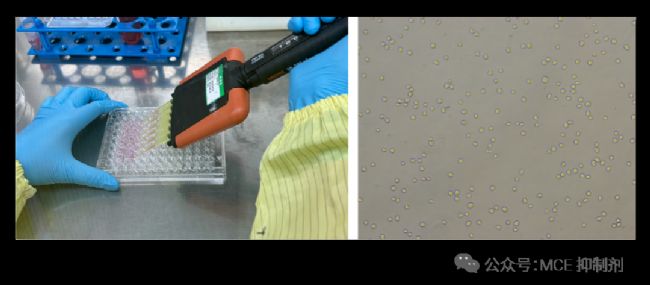 图 4. 在 96 孔板中铺 HT-1080 细胞演示 (左)，铺板 1 h 内拍照 (右)。 