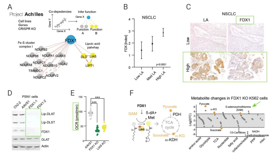 图 7. FDX1 是蛋白质硫辛酰化的上游调节器[2] A：FDX1 敲除的相关基因网络；B-C：肿瘤样本的 FDX1 和硫辛酸的免疫组化染色；D：敲除 FDX1，检测硫辛酰化蛋白的表达量；E：敲除 FDX1 基因，检测细胞耗氧率；F：敲除 FDX1，检测与硫辛酰化途径相关的代谢物的变化。