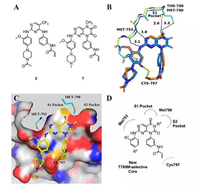 图2.（A）化合物 5 和 7 的结构；（B）化合物 5 和 7 与 EGFR 蛋白结合的分子叠合图；（C）化合物 14a 与 EGFR 蛋白的分子对接图；（D）新骨架化合物与靶蛋白的 2D 模式图。（图片来源：《J. Med. Chem.》）