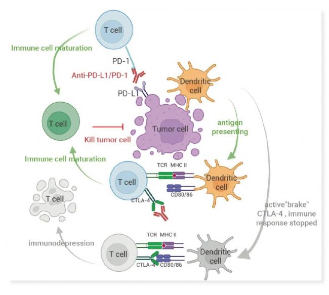图 1. CTLA-4 和 PD-1 的图示[1]。