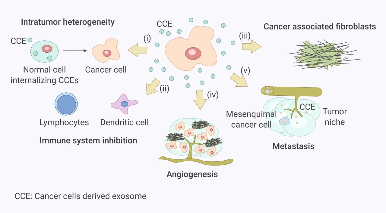 图 3. 癌症衍生的外泌体介导的肿瘤微环境过程