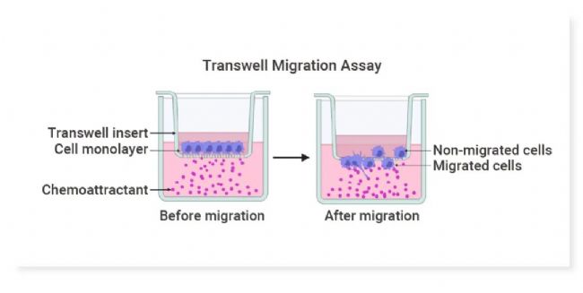 图 4. Transwell 迁移检测的示意图[9]。 