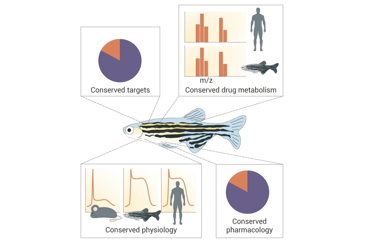 图 1. 斑马鱼有多适合人类药物研究?[1]