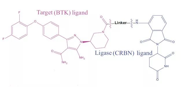 图2. PROTAC 靶向 BTK 分子示意图