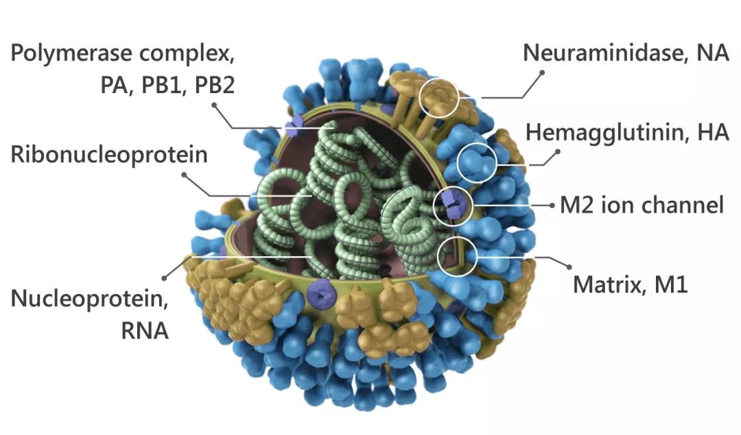 图1. 甲型流感病毒 (Influenza A virus) 结构