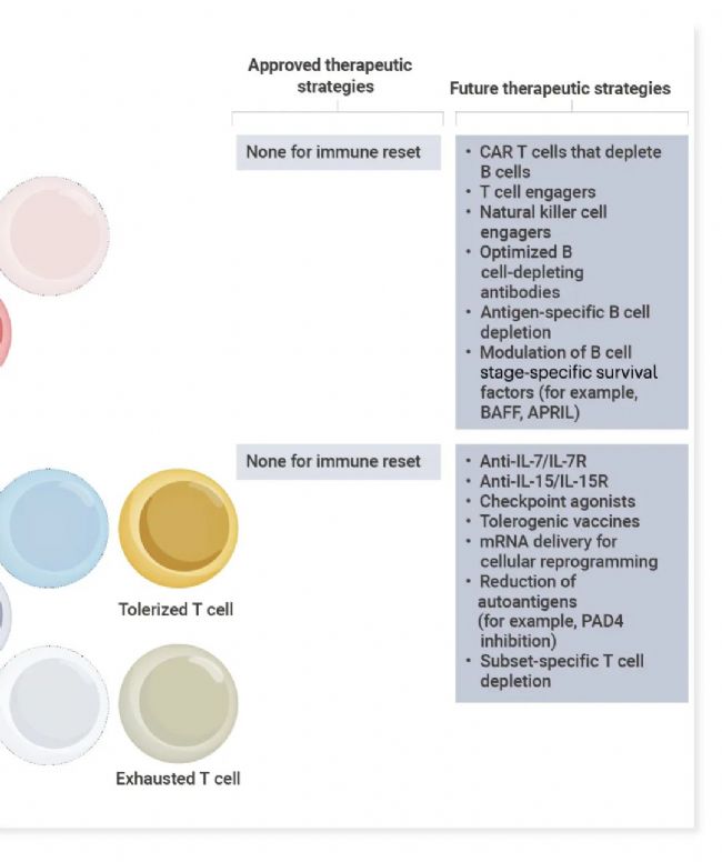 图 3. 通过调节致病细胞来重置免疫系统[3]。 
