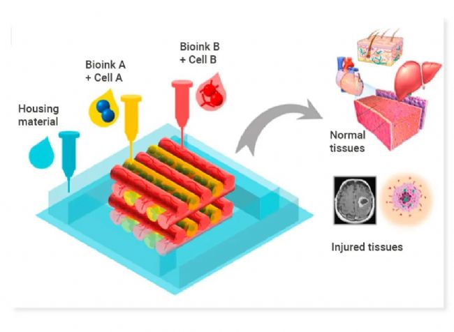图 1. 用于组织工程的 3D 生物打印结构[3]。 