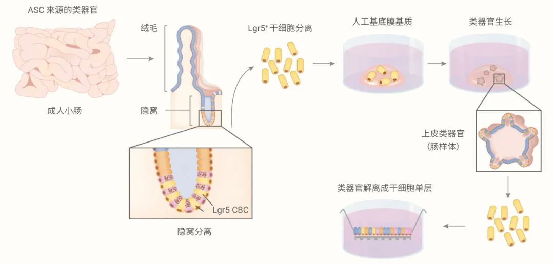 图 2. 体外培养 ASC 来源的肠类器官[3]