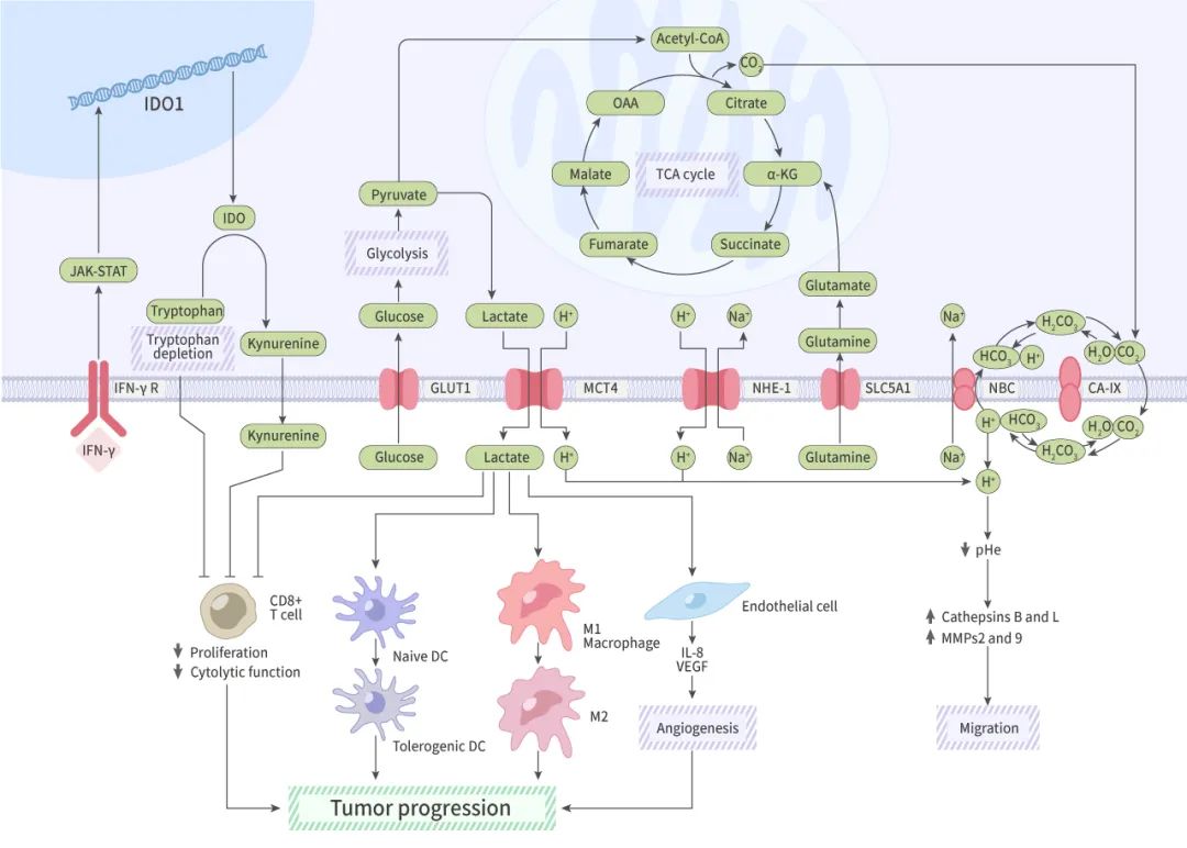 图 3. 黑色素瘤细胞 (Melanoma cells) 代谢通过肿瘤微环境促进疾病的进展[11]