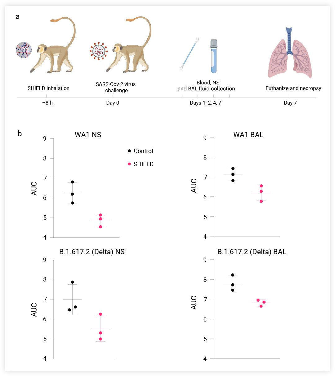 图 5. SHIELD 吸入可保护非洲绿猴免受 SARS-CoV-2 感染[5] a: 非人类灵长类动物研究示意图。BAL, 支气管肺泡灌洗液; NS, 鼻拭子; b: 根据吸入 SHIELD 的非洲绿猴或对照组的曲线下面积 (AUC) 计算的病毒负荷。