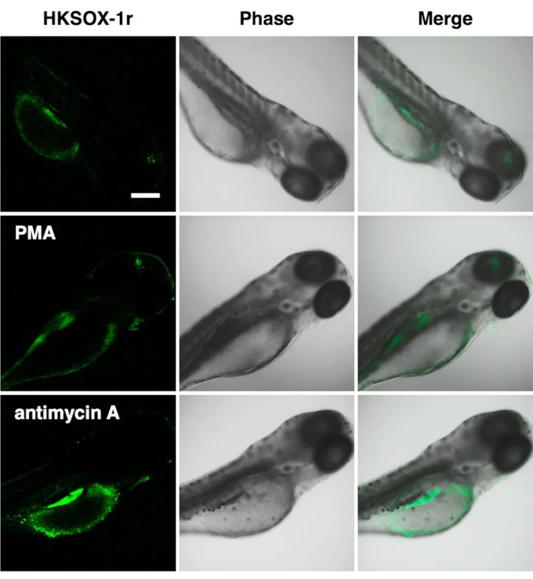 图 2. 受精后斑马鱼胚胎中内源性 O2•− 的共聚焦成像[2]