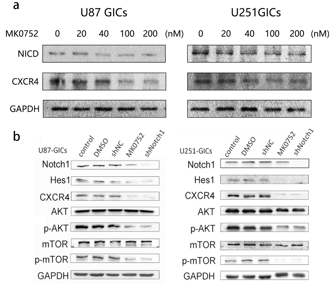 图 6. 在 U87GICs 和 U251GICs 中验证 Notch1-CXCR4-AKT/mTOR 通路[4]