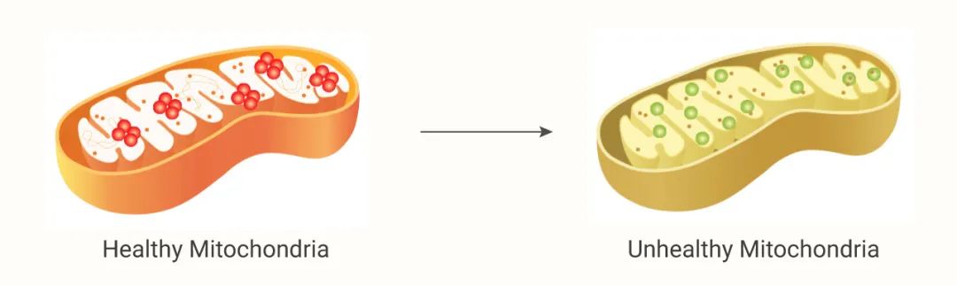 图 3. 线粒体膜电位变化