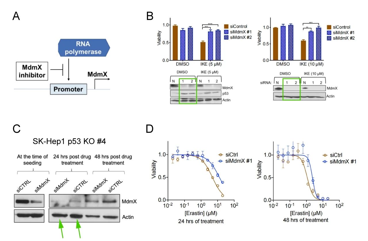 图 4. 不同方法证明某药物对铁死亡的保护作用 A: MDMX 抑制剂作用机制简图; B: siRNA 沉默 Mdmx 表达; C: Erastin 诱导的 p53 KO 细胞铁死亡; D: 细胞活力测定