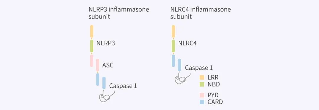 图 2. NLRP3 和 NLRC4 炎症小体亚型的单体结构[10]