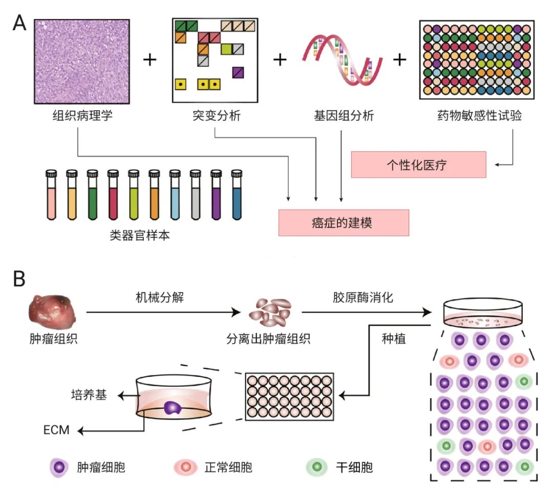 图 3. PDOs 建立的主要步骤和主要应用[1] (A) 包含癌细胞、成体干细胞、多能干细胞或肿瘤干细胞的人类癌症组织，首先通过机械和化学方法分解成非常小的碎片、细胞簇或单细胞，并在适当的 3D 条件下在具有 ECM 成分的水凝胶中培养。(B) 肿瘤类器官能模仿原发组织组织病理学特征、遗传图谱、突变情况，甚至对治疗的反应，并且可以建立肿瘤类器官生物库。