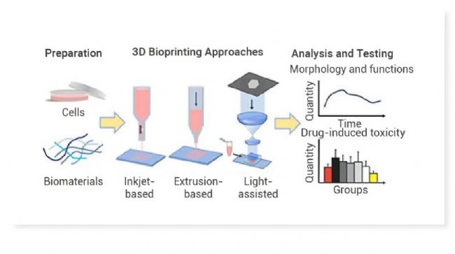 图 2. 使用 3D 生物打印构建可用于药物测试和疾病建模的体外结构[4]。 