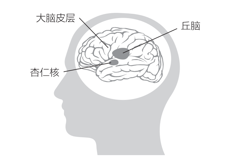 重塑杏仁核：从脑科学的角度做好情绪管理