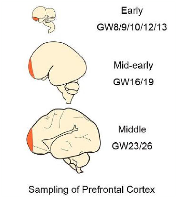 科普|中国科学家首次解析人脑“中央处理器”