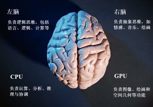 科普|中国科学家首次解析人脑“中央处理器”