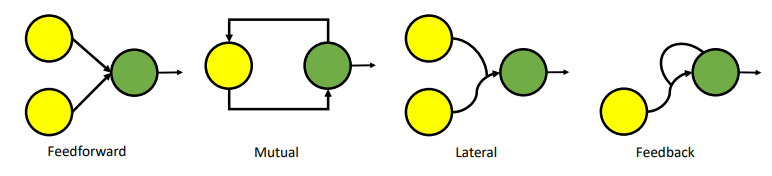 图4：大脑神经元的不同连接模式