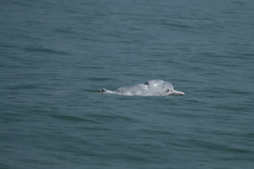 失去背鳍的白海豚，被当地渔民唤做“豚坚强”