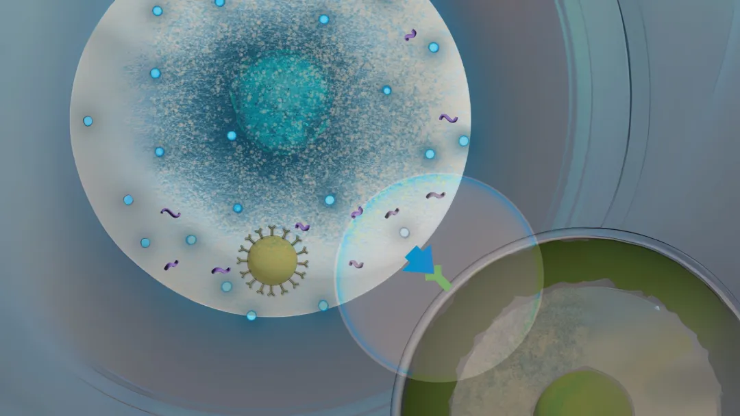 图:斯坦福大学医学院初步验证体内 CAR-T 细胞生成技术对抗淋巴癌有效且安全(来源:斯坦福大学医学院官网)