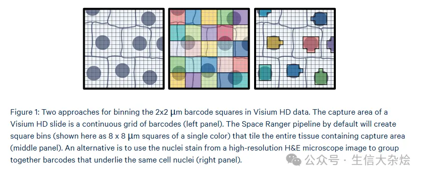 Visium HD 空间转录组分析探索之--细胞核分割